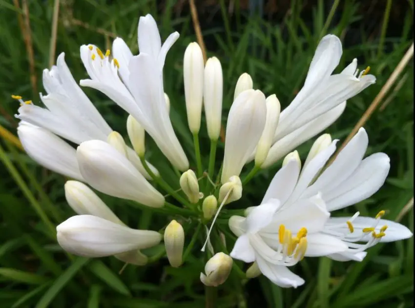 Agapanthus: normas de plantación, cuidado y propagación