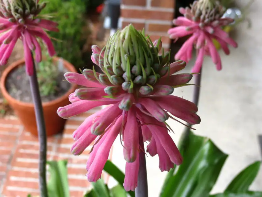 foto de veltheimia