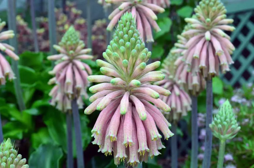 veltheimia bráctea