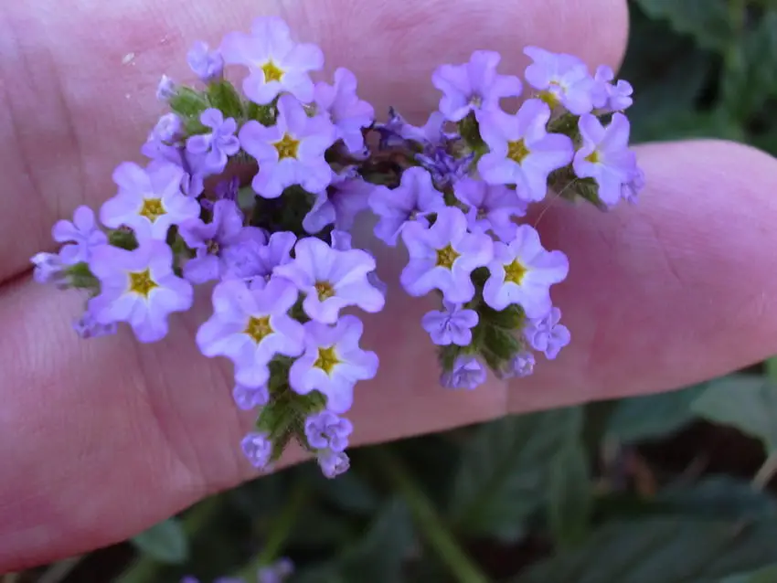 Heliotropo: especies, cultivo y cuidados