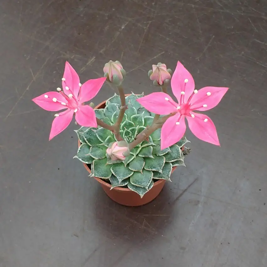 graptopetalum floración