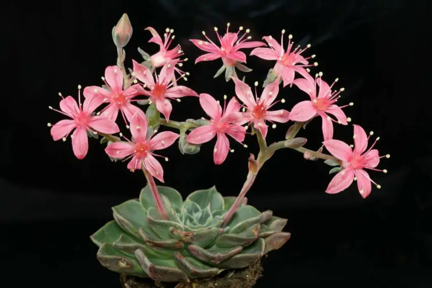 flor de graptopetalum