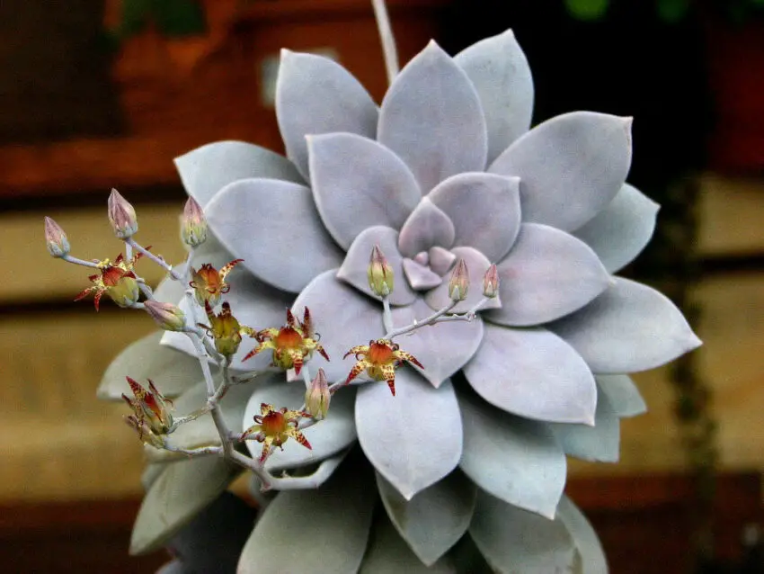 Graptopetalum: cultivo y cuidados en casa