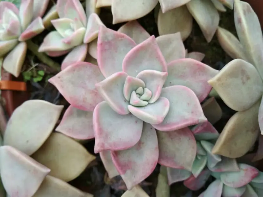 Graptopetalum: cultivo y cuidados en casa