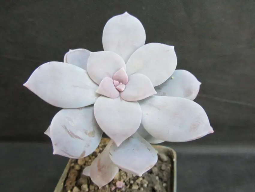 Graptopetalum: cultivo y cuidados en casa